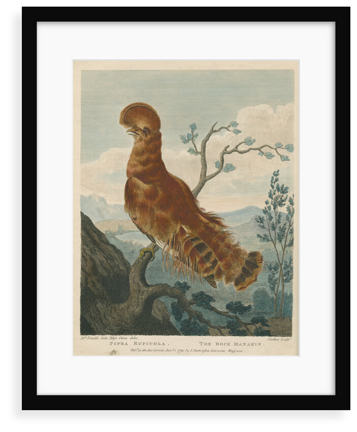 'The Rock Manakin' by William Skelton
