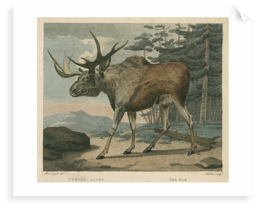 'The Elk' by William Skelton