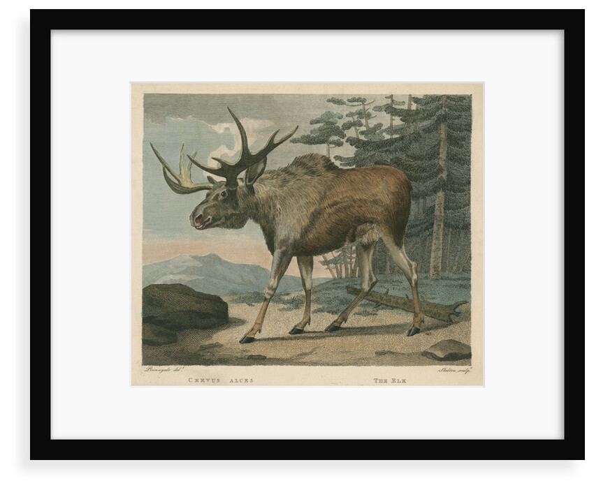 'The Elk' by William Skelton