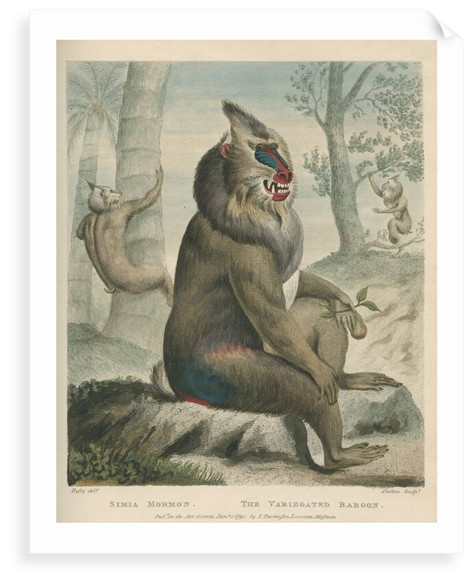 'The Variegated Baboon' [Mandrill] by William Skelton