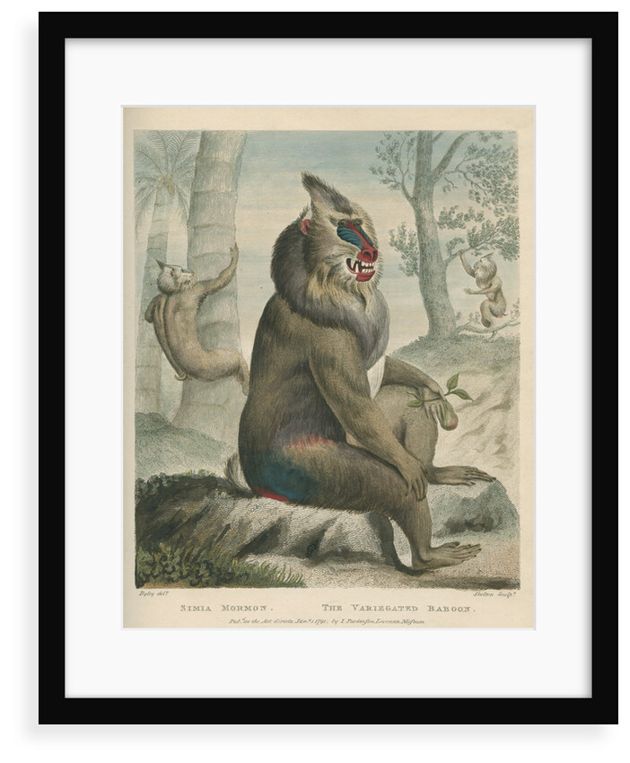 'The Variegated Baboon' [Mandrill] by William Skelton