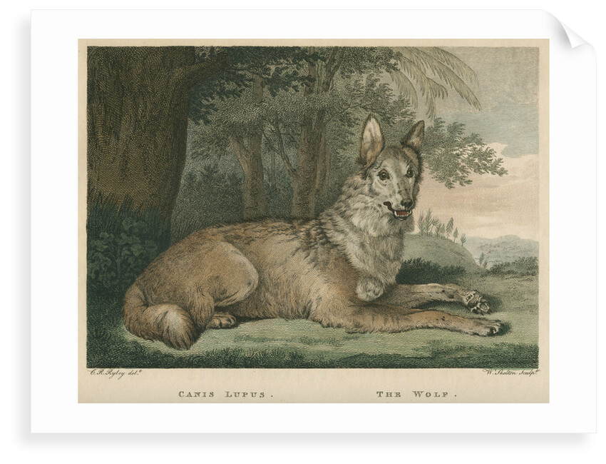 'The Wolf' by William Skelton