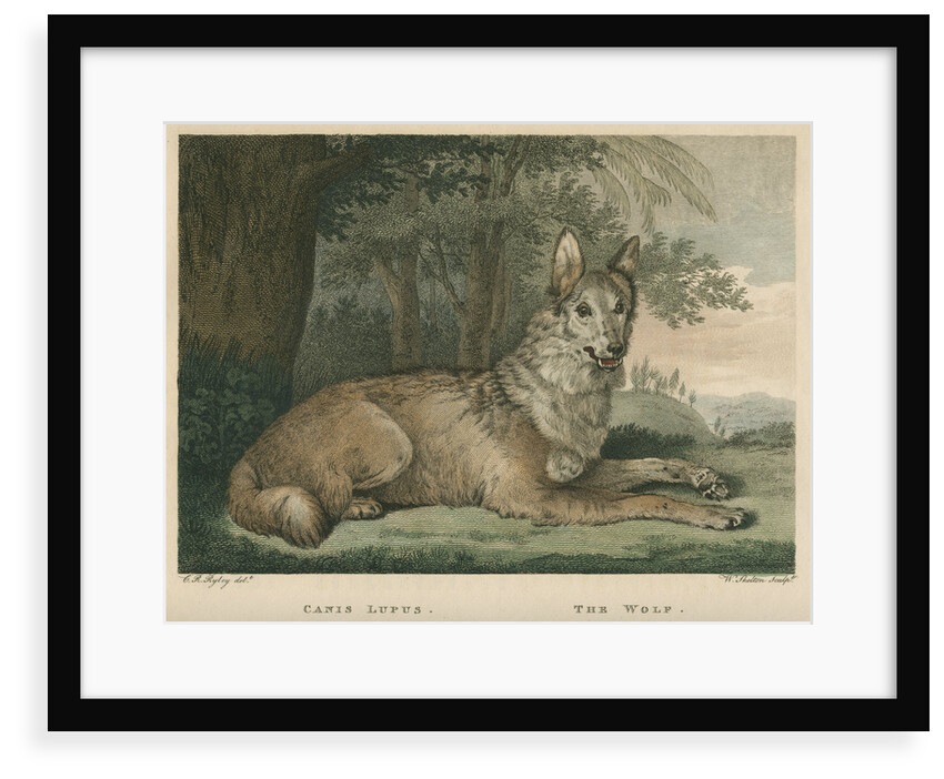 'The Wolf' by William Skelton