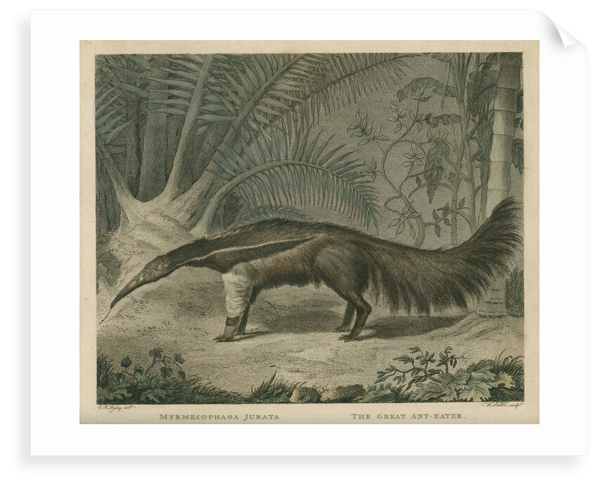 'The Great Ant-Eater' by William Skelton