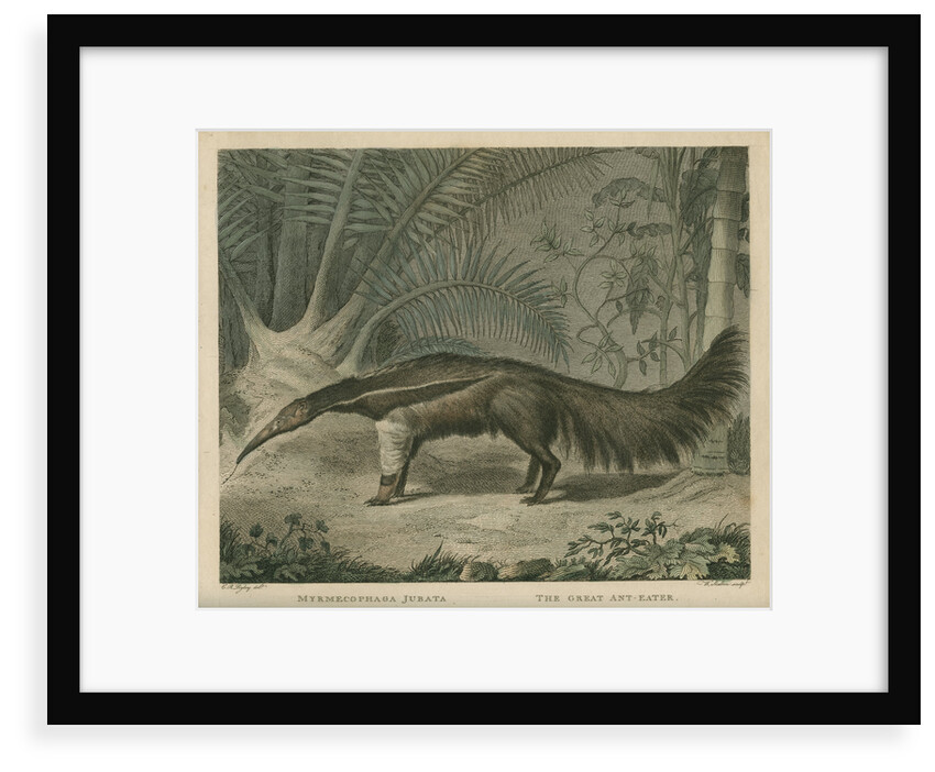 'The Great Ant-Eater' by William Skelton