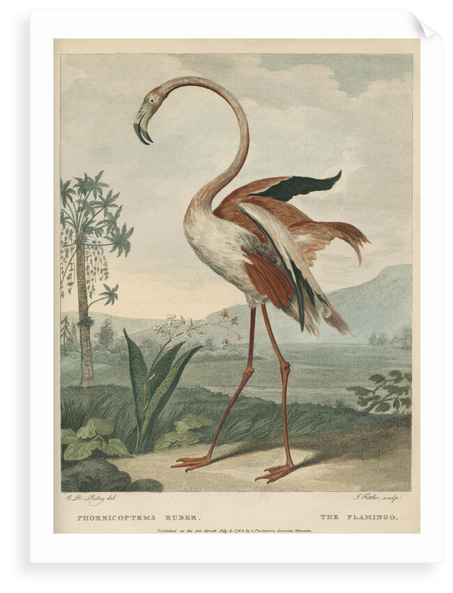 'The Flamingo' by James Fittler
