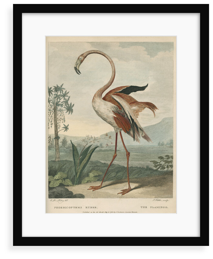'The Flamingo' by James Fittler
