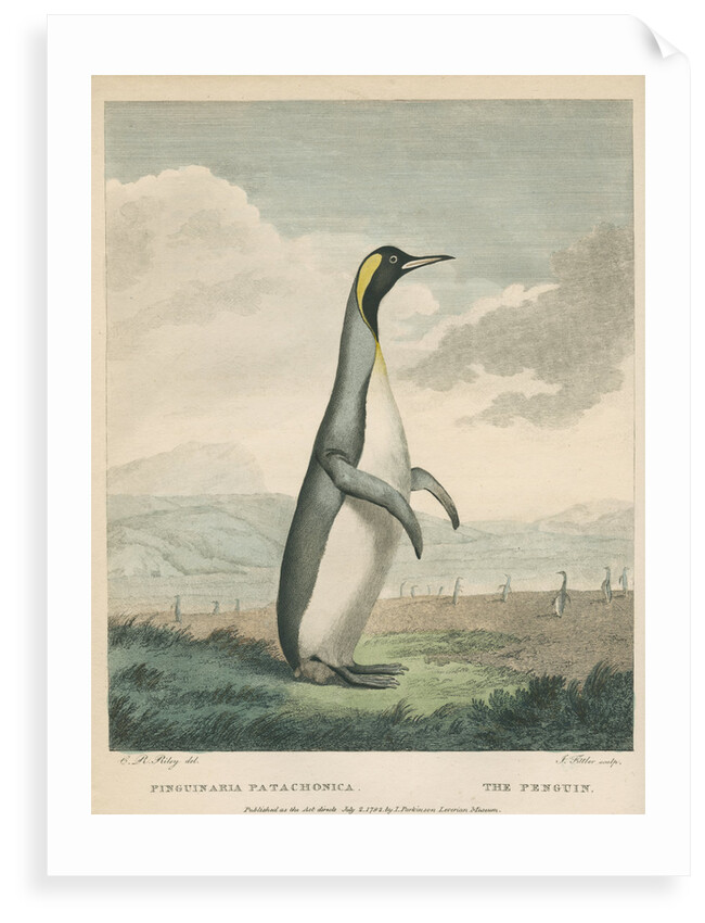 'The Patagonian Penguin' by James Fittler