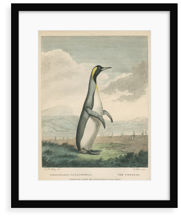 'The Patagonian Penguin' by James Fittler