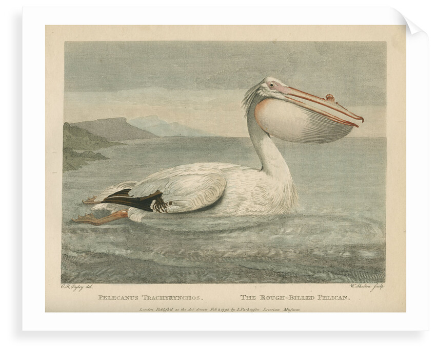 'The Rough-Billed Pelican' by William Skelton