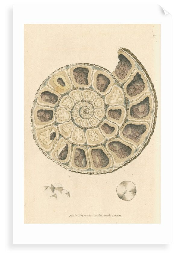 'Calx carbonata' [Ammonite with crystals] by James Sowerby