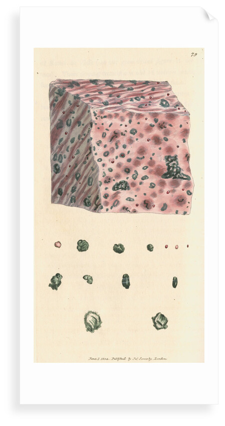 Calx carbonata by James Sowerby