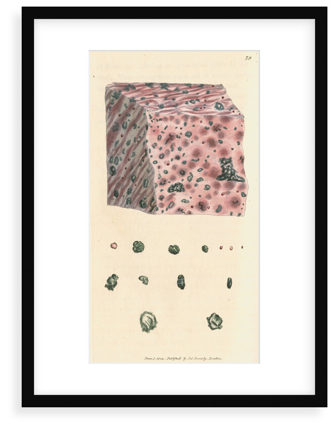 Calx carbonata by James Sowerby