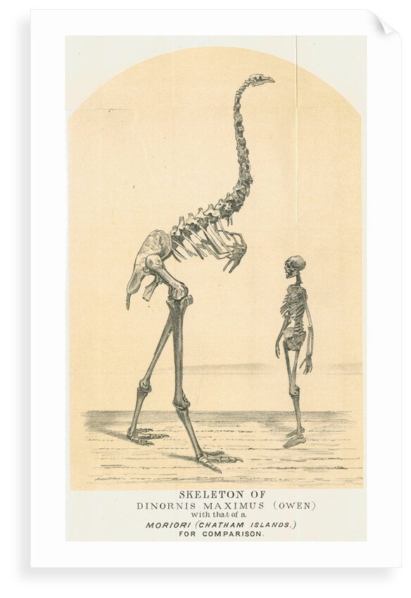 Skeletons of Moa and man by Lyttelton Times