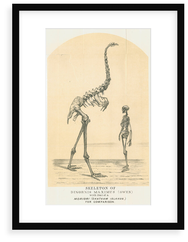 Skeletons of Moa and man by Lyttelton Times
