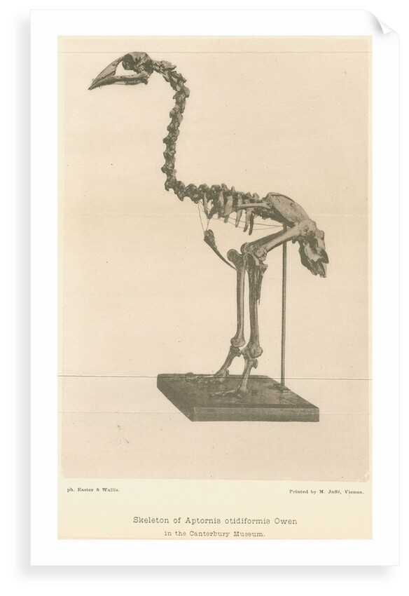 Skeleton of the Adzebill by Easter & Wallis