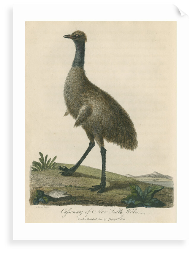 'Cassowary of New South Wales' by Sarah Stone
