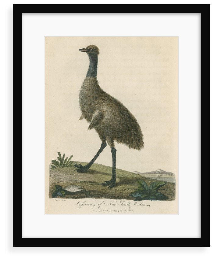 'Cassowary of New South Wales' by Sarah Stone