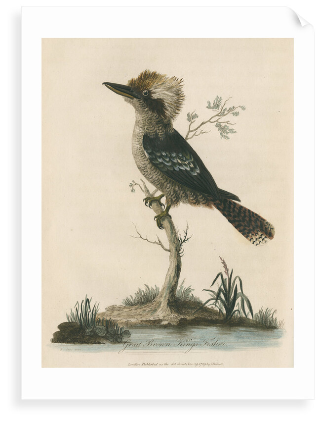 'Great Brown King's Fisher' by Sarah Stone
