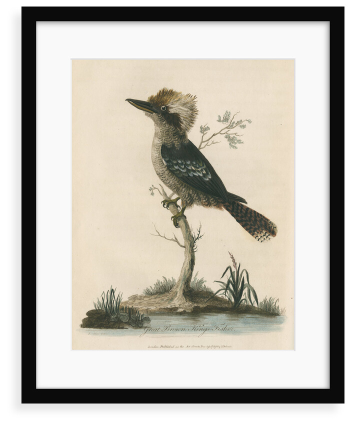 'Great Brown King's Fisher' by Sarah Stone