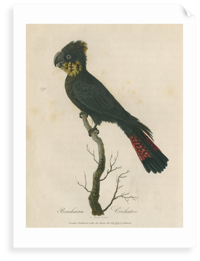 'Banksian Cockatoo' by Sarah Stone