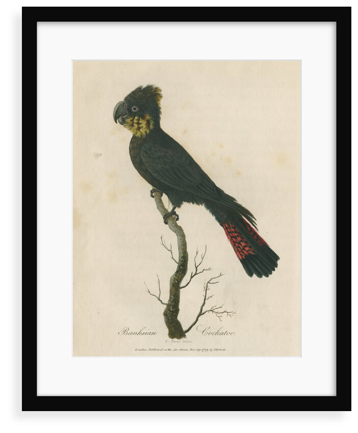 'Banksian Cockatoo' by Sarah Stone