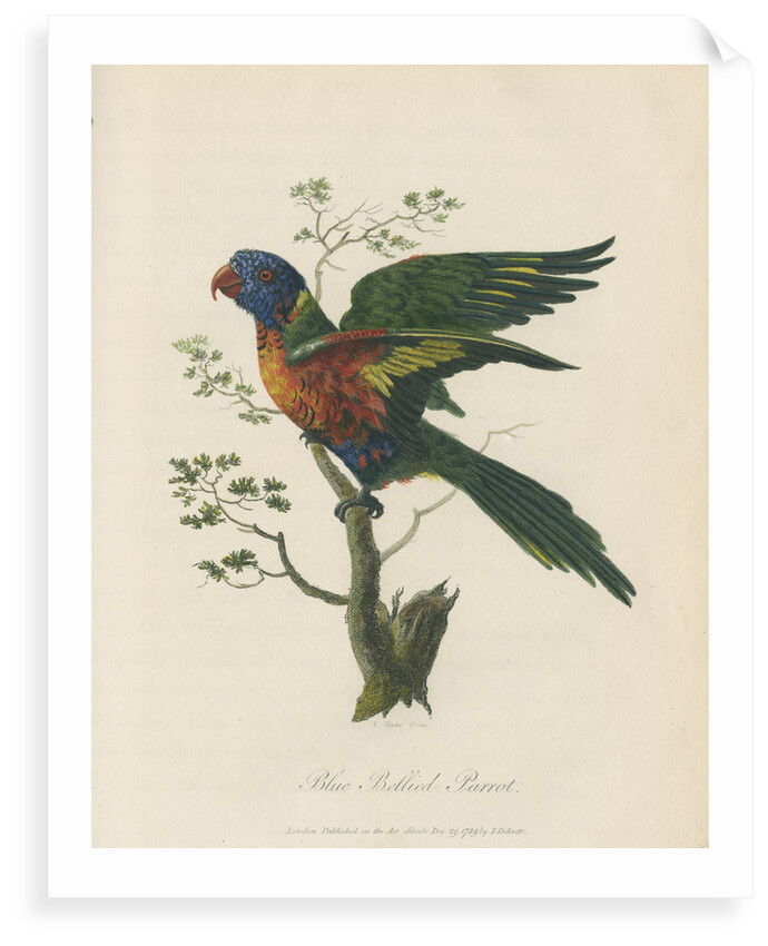 'Blue Bellied Parrot' by Sarah Stone