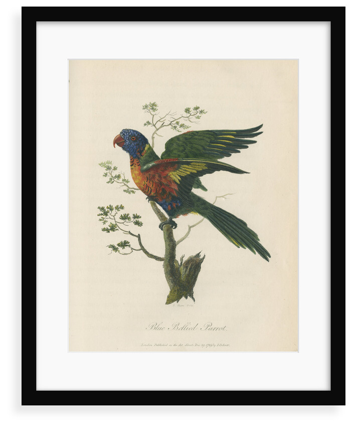 'Blue Bellied Parrot' by Sarah Stone