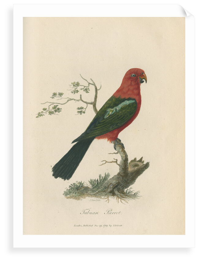 'Tabuan Parrot' by Sarah Stone