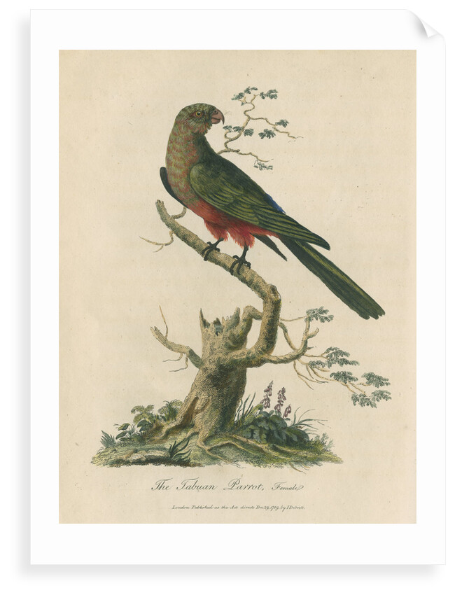 'The Tabuan Parrot, Female' by Sarah Stone