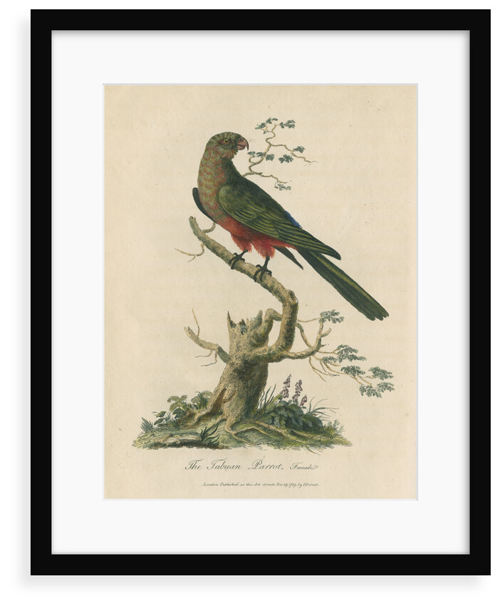 'The Tabuan Parrot, Female' by Sarah Stone
