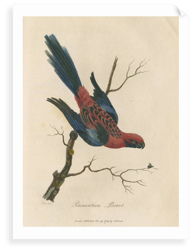 'Pennantian Parrot' by Sarah Stone
