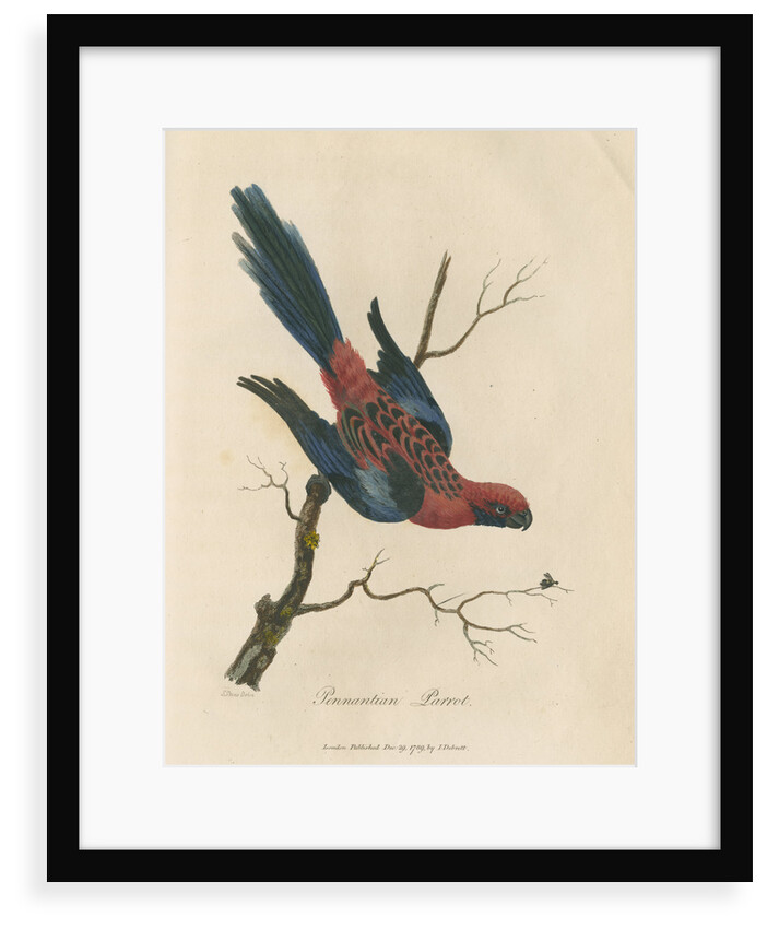 'Pennantian Parrot' by Sarah Stone