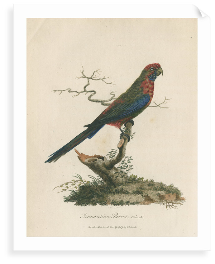 'Pennantian Parrot, Female' by Sarah Stone
