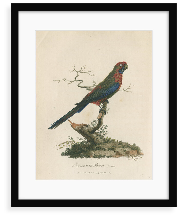 'Pennantian Parrot, Female' by Sarah Stone