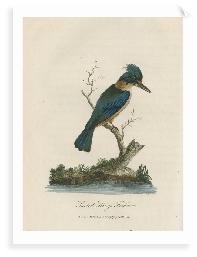 'Sacred Kings Fisher' by Sarah Stone