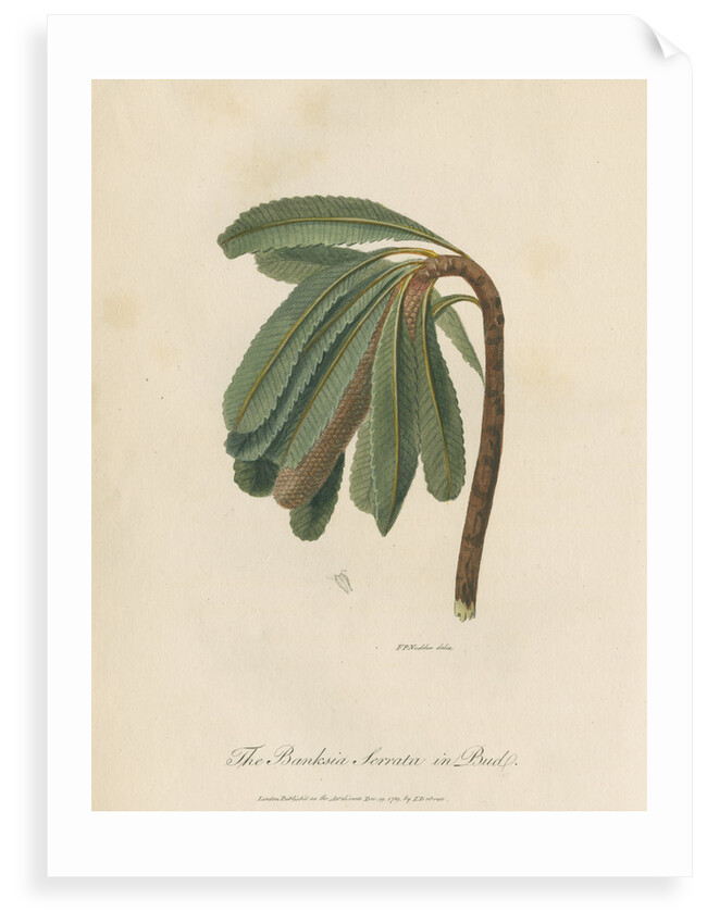 'The Banksia Serrata in Bud' by Frederick Polydor Nodder