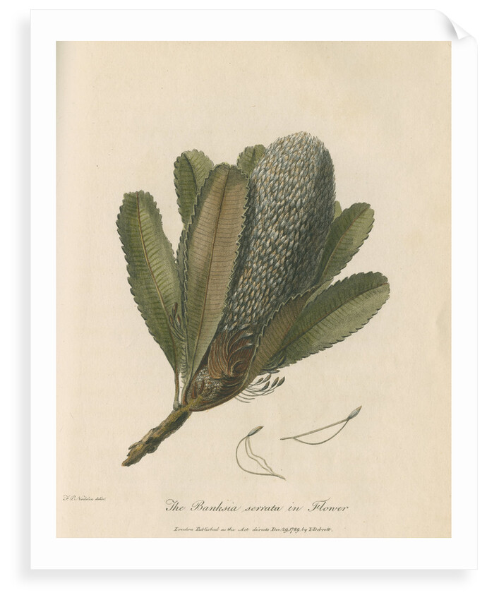 'The Banksia Serrata in Flower' by Frederick Polydor Nodder