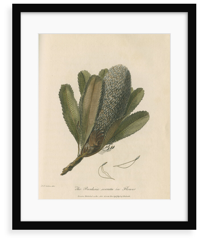 'The Banksia Serrata in Flower' by Frederick Polydor Nodder
