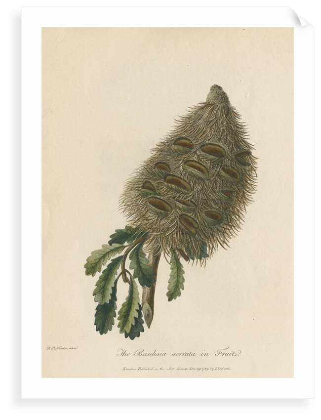 'The Banksia Serrata in Fruit' by Frederick Polydor Nodder