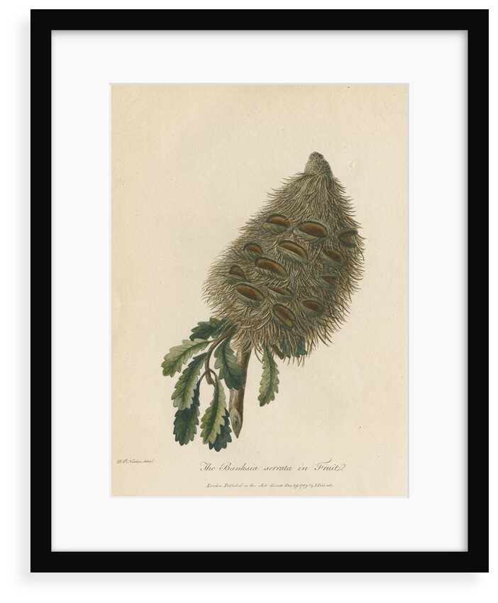 'The Banksia Serrata in Fruit' by Frederick Polydor Nodder