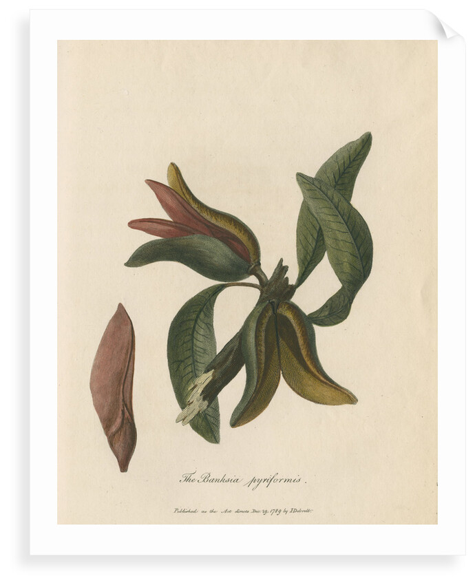 'The Banksia pyriformis' by Frederick Polydor Nodder