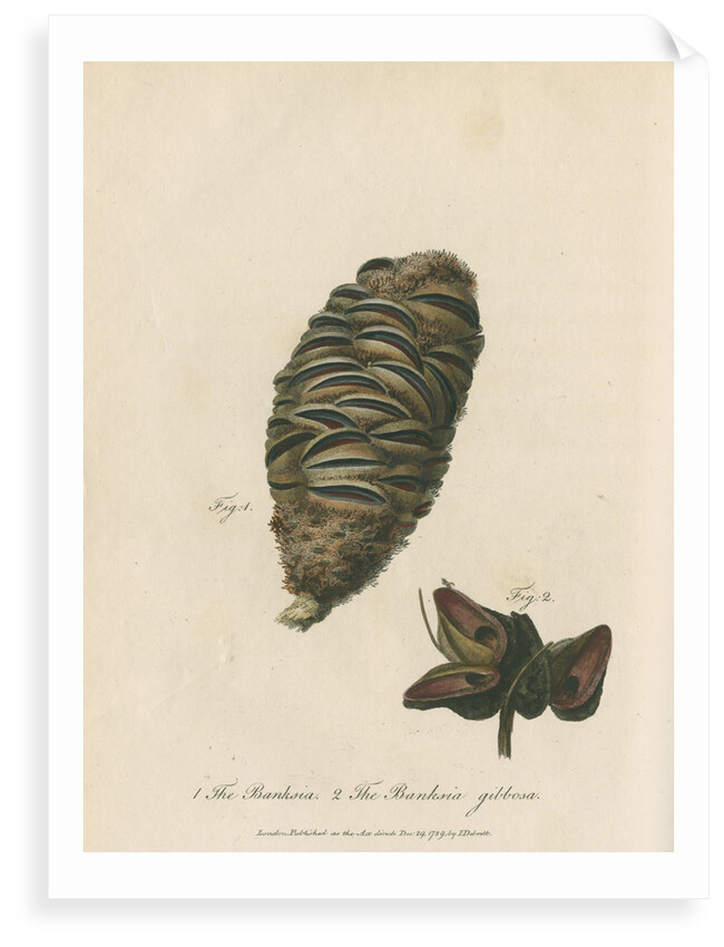 'The Banksia' and 'Banksia gibbosa' by Frederick Polydor Nodder