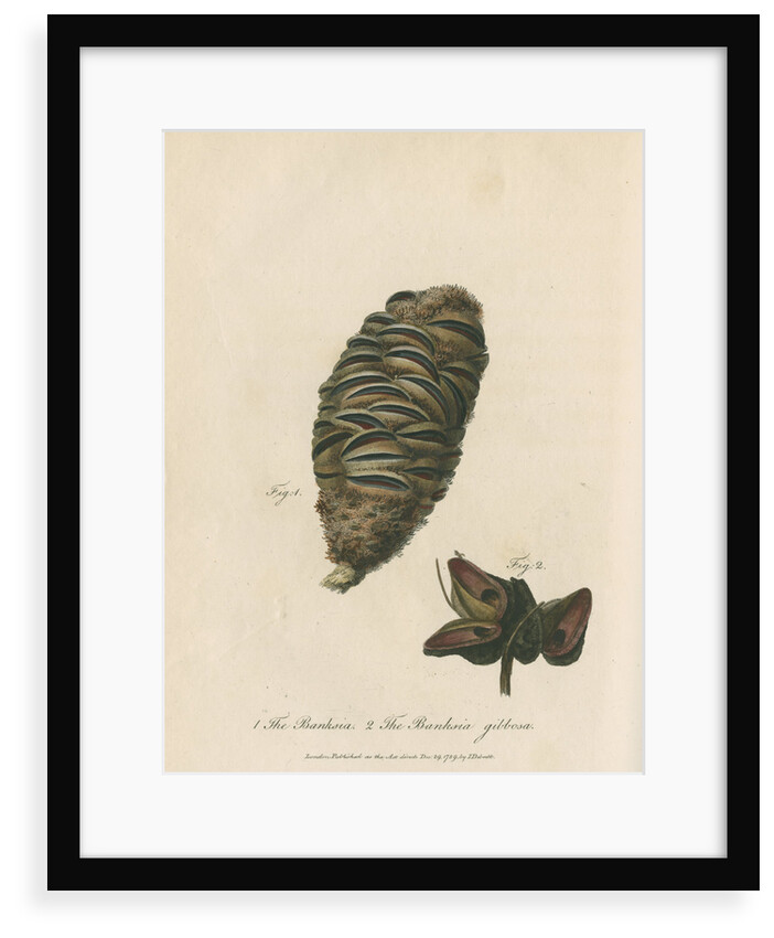 'The Banksia' and 'Banksia gibbosa' by Frederick Polydor Nodder