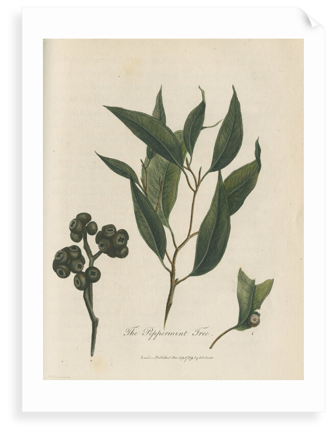 'The Peppermint Tree' [Eucalyptus] by Frederick Polydor Nodder