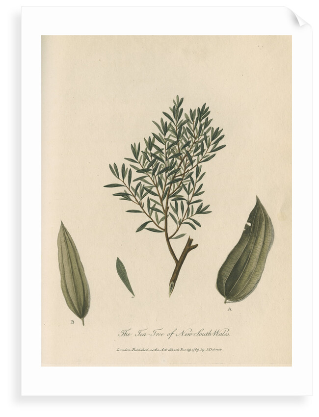 'The Tea Tree of New South Wales' by Frederick Polydor Nodder