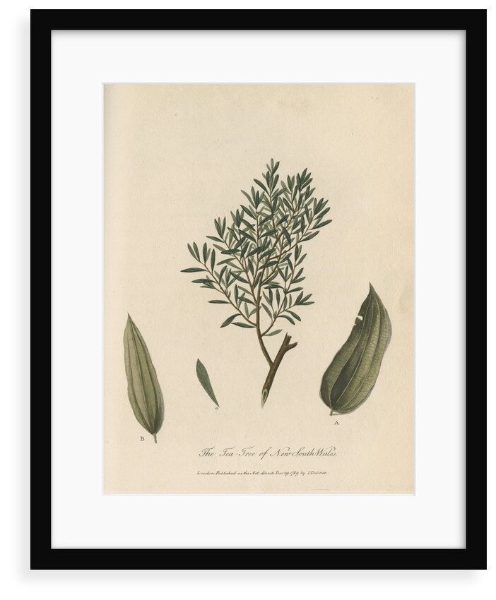 'The Tea Tree of New South Wales' by Frederick Polydor Nodder