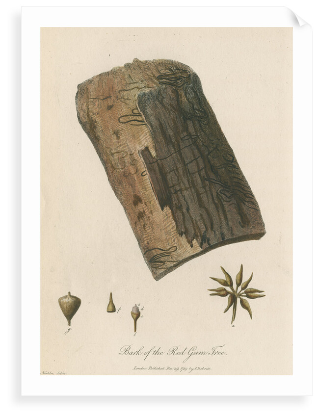 'Bark of the Red Gum Tree' by Frederick Polydor Nodder