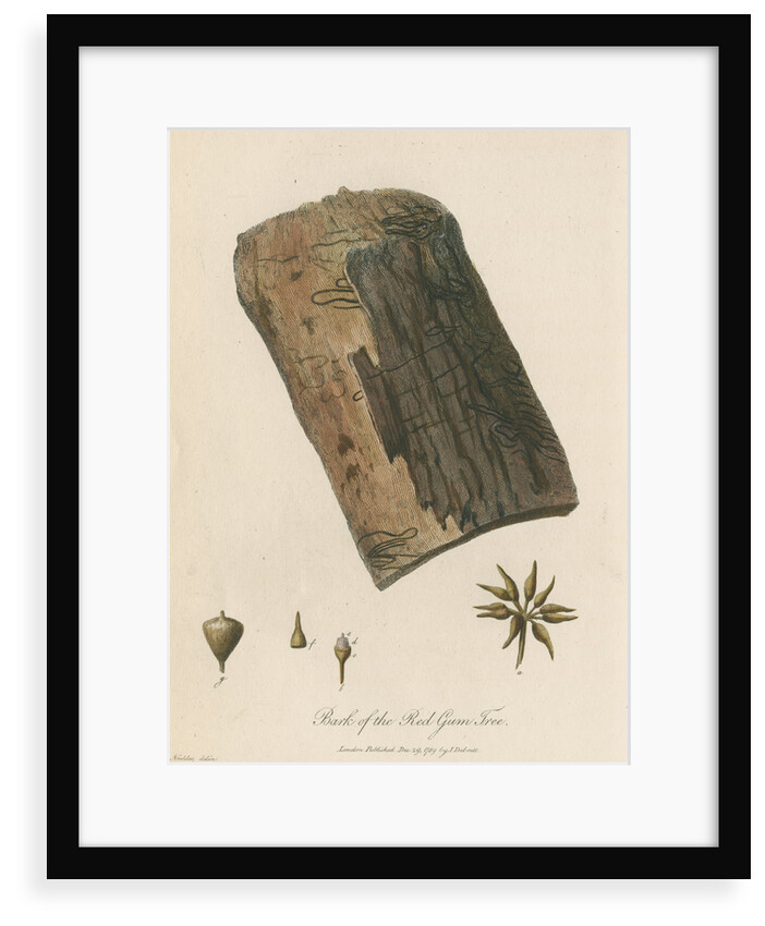 'Bark of the Red Gum Tree' by Frederick Polydor Nodder