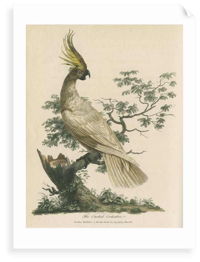 'The Crested Cockatoo' by Sarah Stone